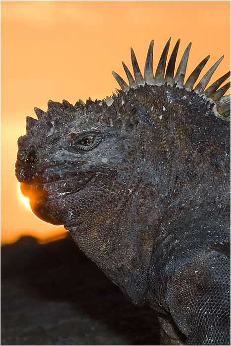 Marine Iguana 118 by Dr. Wayne Lynch &copy;